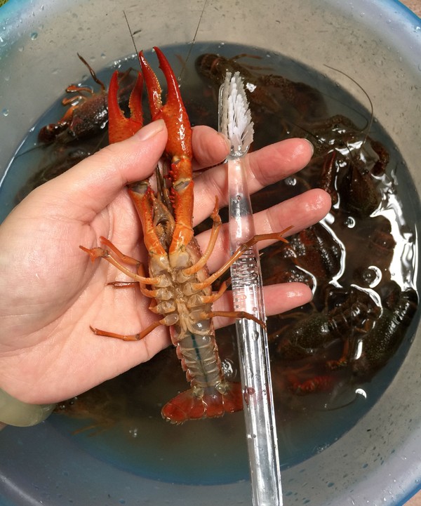 麻辣小龍蝦的做法-香辣味炒菜譜-易網健康養生網 麻辣小龍蝦的做法-香辣味炒菜譜