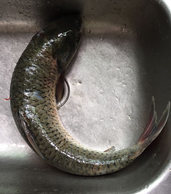 泡兒菜燒草魚的做法-酸辣味燒菜譜-易網<a href=http://www.jsjjzhkt.cn/ target=_blank class=infotextkey>健康養生</a>網 泡兒菜燒草魚的做法-酸辣味燒菜譜