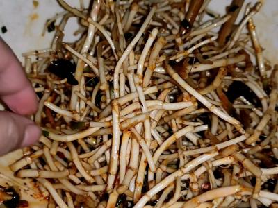 1分鐘涼拌野生折耳根的做法-香辣味拌菜譜