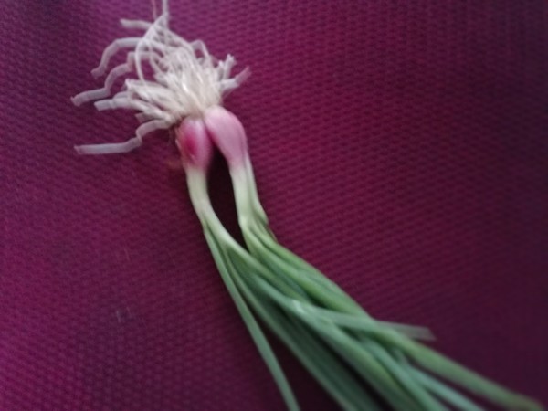 蔥花涼拌豬肝的做法-家常味拌菜譜-易網(wǎng)<a href=http://www.jsjjzhkt.cn/ target=_blank class=infotextkey>健康養(yǎng)生</a>網(wǎng) 蔥花涼拌豬肝的做法-家常味拌菜譜