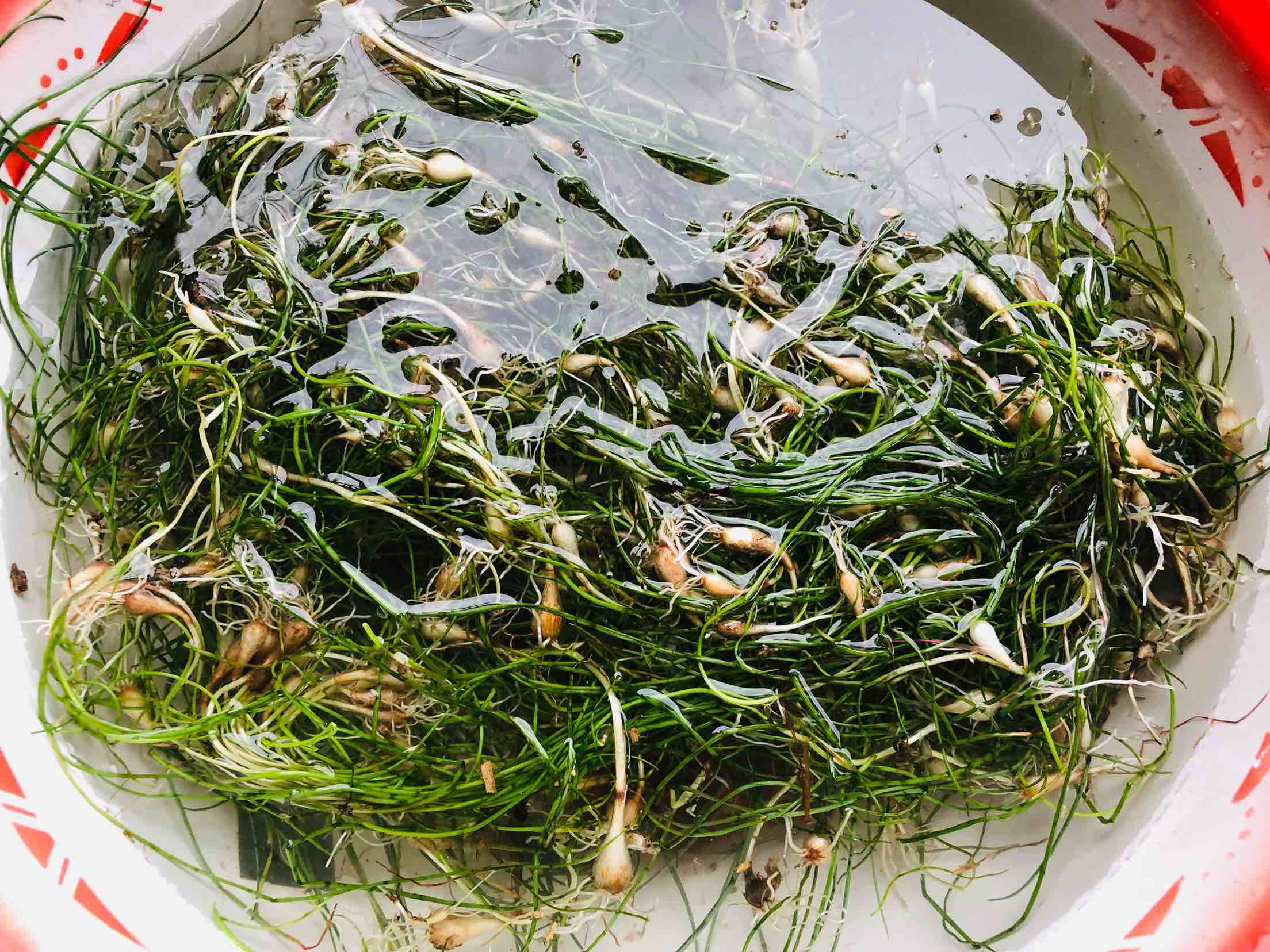 蕎頭炒雞蛋的做法-咸鮮味炒菜譜-易網健康養生網 蕎頭炒雞蛋的做法-咸鮮味炒菜譜