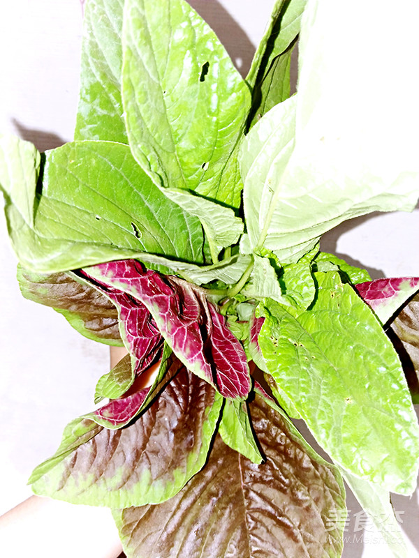 野莧菜這樣做既有營養(yǎng)又好吃哦的做法-家常味炒菜譜-易網(wǎng)健康養(yǎng)生網(wǎng) 野莧菜這樣做既有營養(yǎng)又好吃哦的做法-家常味炒菜譜