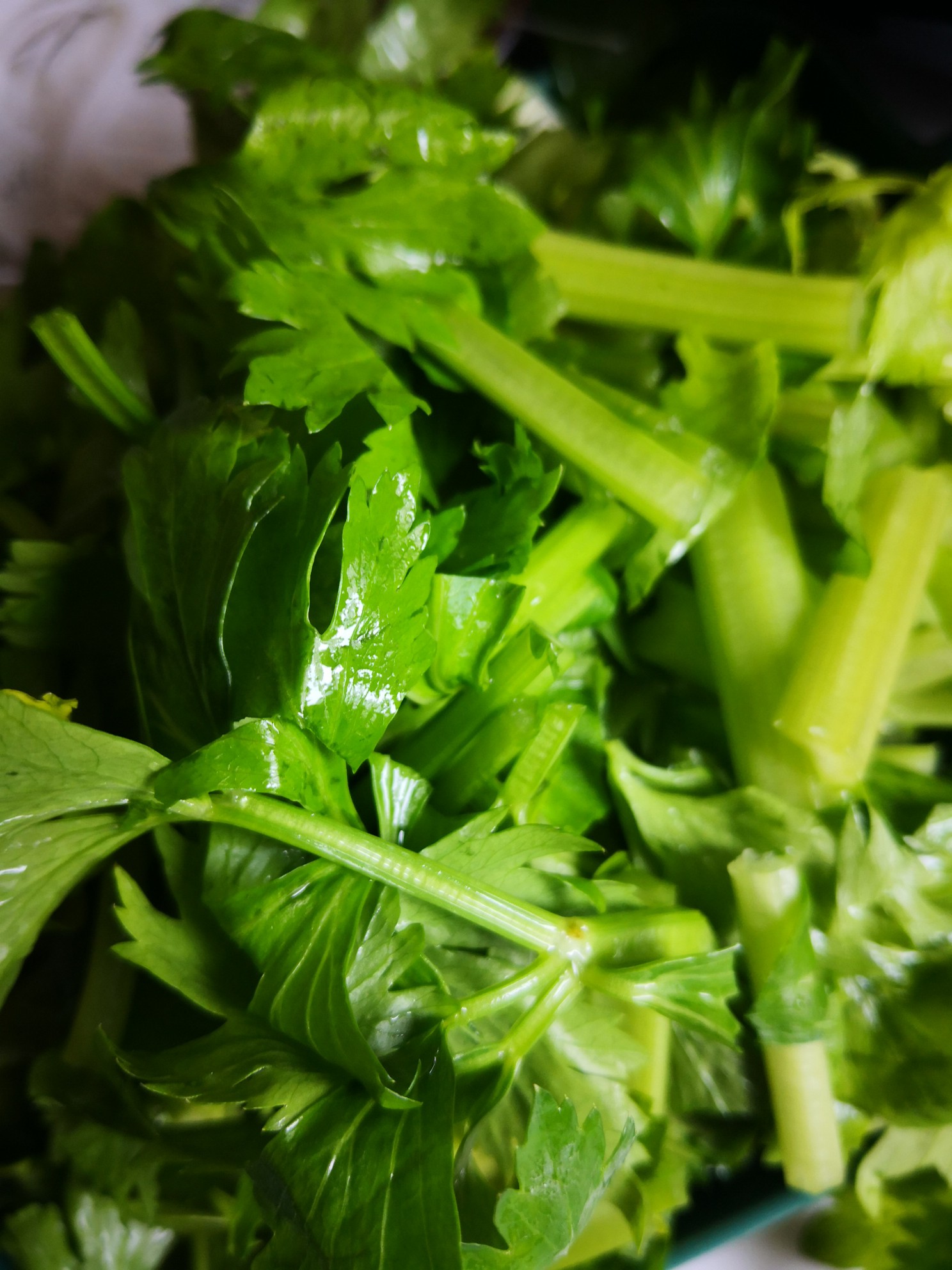 肉餡炒芹菜的做法-家常味炒菜譜-易網<a href=http://www.jsjjzhkt.cn/ target=_blank class=infotextkey>健康養生</a>網 肉餡炒芹菜的做法-家常味炒菜譜