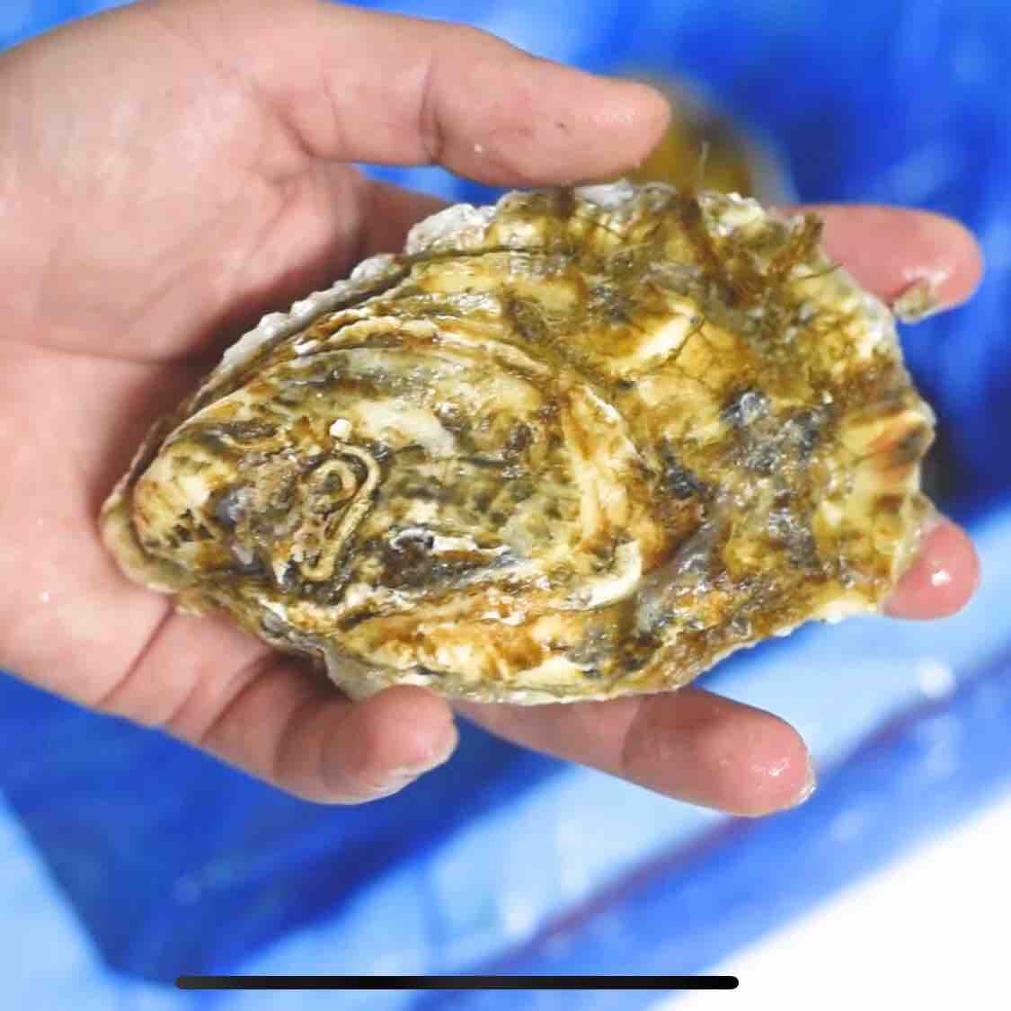 烤箱烤生蠔的做法-香辣味烤菜譜-易網<a href=http://www.jsjjzhkt.cn/ target=_blank class=infotextkey>健康養生</a>網 烤箱烤生蠔的做法-香辣味烤菜譜