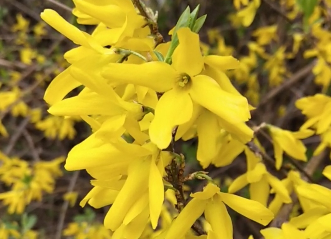 連翹花煎餅的做法-家常味煎菜譜-易網<a href=http://www.jsjjzhkt.cn/ target=_blank class=infotextkey>健康養生</a>網 連翹花煎餅的做法-家常味煎菜譜