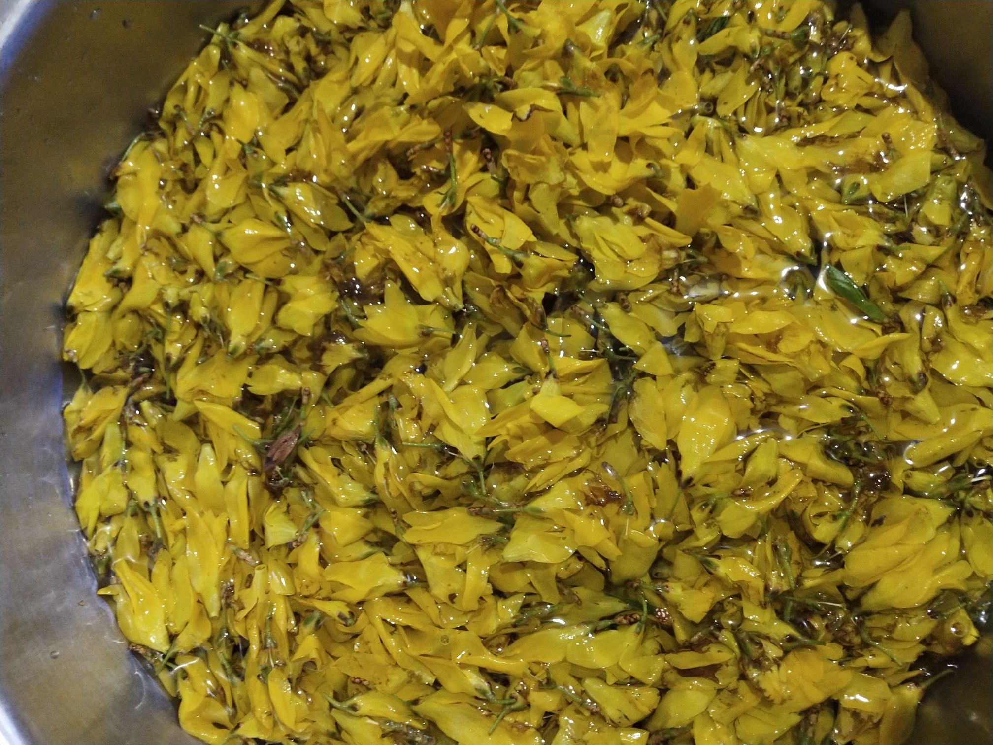 連翹花煎餅的做法-家常味煎菜譜-易網健康養生網 連翹花煎餅的做法-家常味煎菜譜