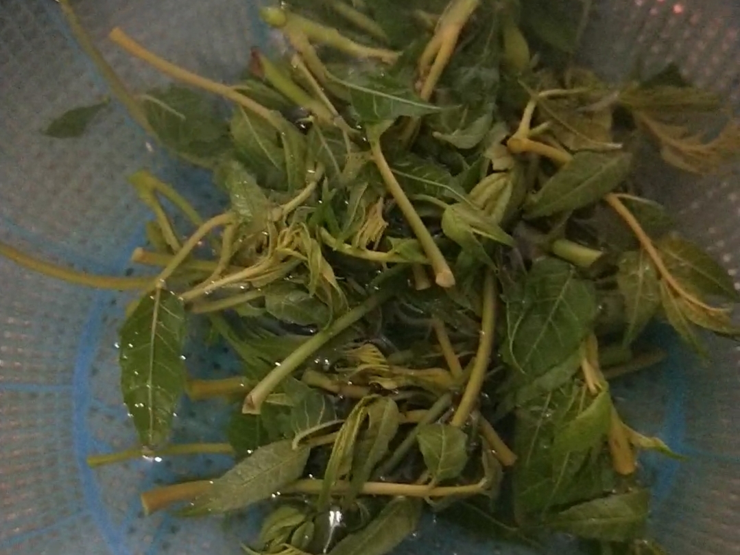 香椿炒蛋的做法-家常味炒菜譜-易網(wǎng)健康養(yǎng)生網(wǎng) 香椿炒蛋的做法-家常味炒菜譜