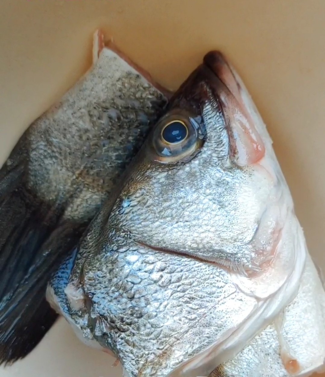 臭鱸魚的做法-其它口味其它工藝菜譜-易網健康養生網 臭鱸魚的做法-其它口味其它工藝菜譜