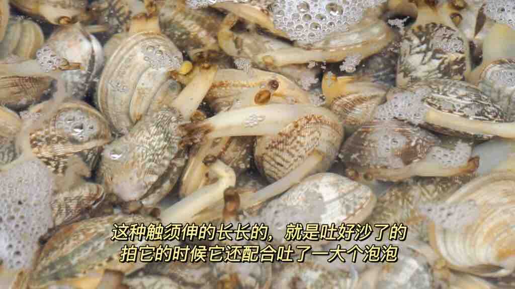 簡單兩步，教你做超嫩的撈汁小海鮮的做法-香辣味煮菜譜