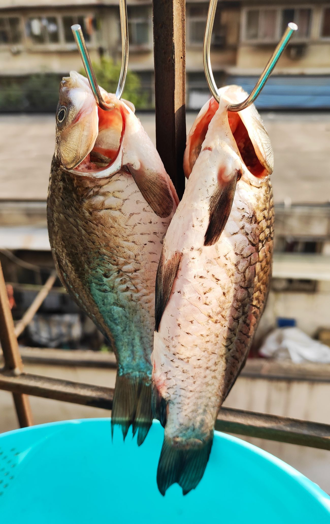 超鮮超美味的鯽魚蘿卜湯的做法-家常味煮菜譜