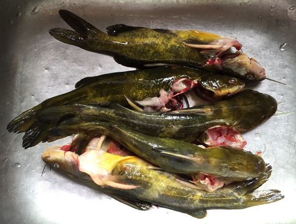 老干媽蒸黃骨魚的做法-香辣味蒸菜譜-易網(wǎng)<a href=http://www.jsjjzhkt.cn/ target=_blank class=infotextkey>健康養(yǎng)生</a>網(wǎng) 老干媽蒸黃骨魚的做法-香辣味蒸菜譜