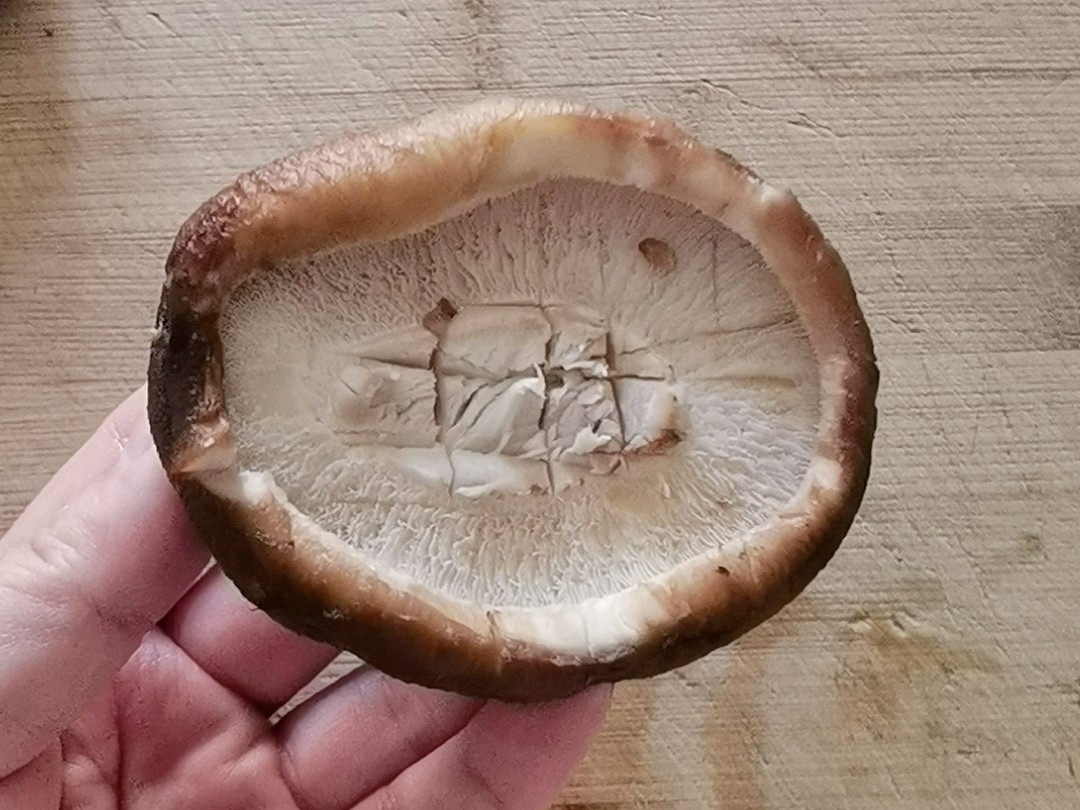 年夜飯-團團圓圓香菇粉絲,香菇這樣做,比扇貝和肉還好吃的做法-蒜香味蒸菜譜-易網<a href=http://www.jsjjzhkt.cn/ target=_blank class=infotextkey>健康養生</a>網 年夜飯-團團圓圓香菇粉絲,香菇這樣做,比扇貝和肉還好吃的做法-蒜香味蒸菜譜