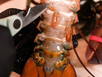 今日份海鮮大餐,淺淺做個(gè)波士頓龍蝦的做法-咸鮮味蒸菜譜