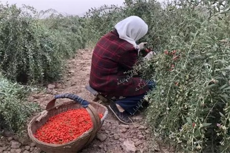 枸杞的功效與作用，女人一天一杯枸杞水好處多多