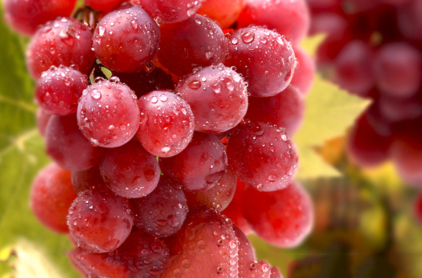 提子的功效與作用,美容護膚!-易網健康<a href=http://www.jsjjzhkt.cn/jkys/ target=_blank class=infotextkey>養生</a>網 提子的功效與作用,美容護膚!