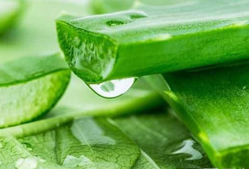鮮蘆薈能直接用來(lái)擦臉嗎?如何用鮮蘆薈護(hù)膚?-易網(wǎng)健康養(yǎng)生網(wǎng) 鮮蘆薈能直接用來(lái)擦臉嗎?如何用鮮蘆薈護(hù)膚?