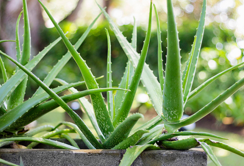 鮮蘆薈能直接用來(lái)擦臉嗎?如何用鮮蘆薈護(hù)膚?-易網(wǎng)健康養(yǎng)生網(wǎng) 鮮蘆薈能直接用來(lái)擦臉嗎?如何用鮮蘆薈護(hù)膚?