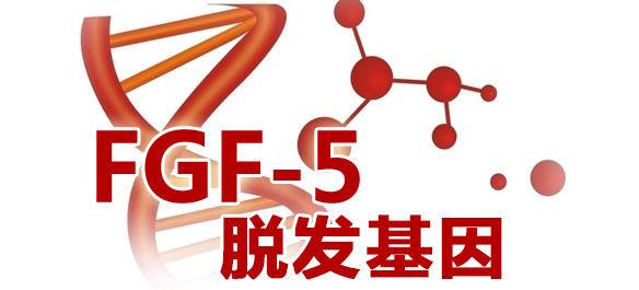 沒有家族脫發史 我為什么年紀輕輕也禿了