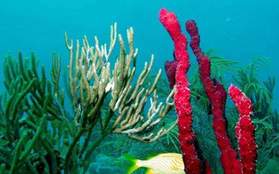 防曬噴霧和防曬霜哪個效果好？兩者有什么區別？