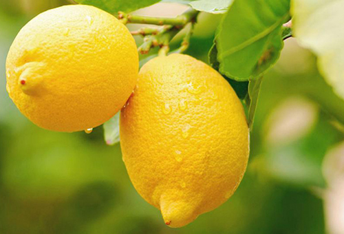 多吃什么水果能幫助滋養皮膚?這6種美容養顏效果好-易網健康<a href=http://www.jsjjzhkt.cn/jkys/ target=_blank class=infotextkey>養生</a>網 多吃什么水果能幫助滋養皮膚?這6種美容養顏效果好