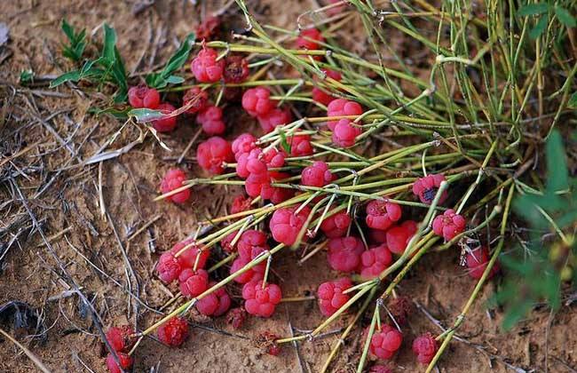 麻黃的功效與作用,利水消腫-易網(wǎng)<a href=http://www.jsjjzhkt.cn/ target=_blank class=infotextkey>健康養(yǎng)生</a>網(wǎng) 麻黃的功效與作用,利水消腫