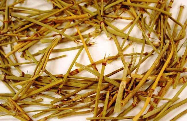 麻黃的功效與作用,利水消腫-易網(wǎng)健康養(yǎng)生網(wǎng) 麻黃的功效與作用,利水消腫