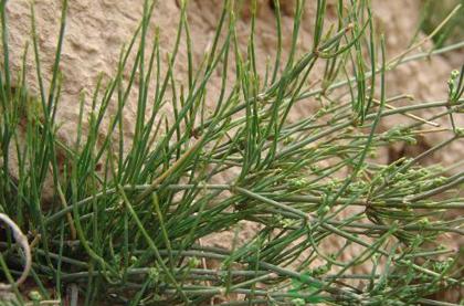 麻黃的功效與作用,利水消腫-易網(wǎng)健康<a href=http://www.jsjjzhkt.cn/jkys/ target=_blank class=infotextkey>養(yǎng)生</a>網(wǎng) 麻黃的功效與作用,利水消腫