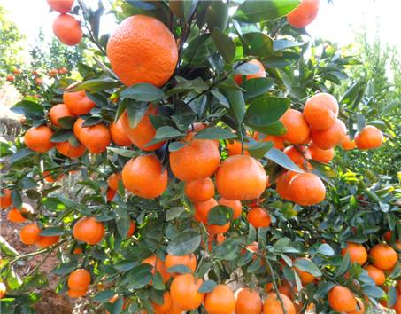 便秘吃什么好?小編分享十種通便食物-易網(wǎng)健康養(yǎng)生網(wǎng) 便秘吃什么好?小編分享十種通便食物