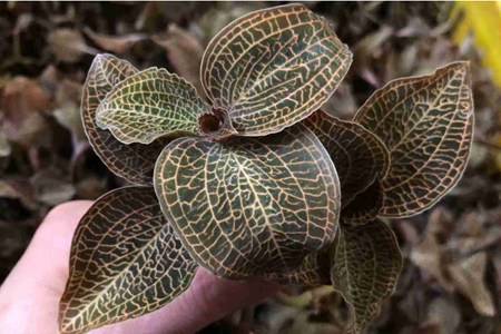 金線蓮的六大功效與作用,清熱養顏幫你去除痘痘粉刺-易網健康養生網 金線蓮的六大功效與作用,清熱養顏幫你去除痘痘粉刺