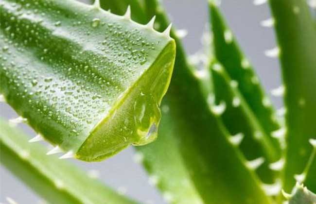新鮮蘆薈涂臉正確方法,要先將蘆薈外皮剝掉!-易網(wǎng)<a href=http://www.jsjjzhkt.cn/ target=_blank class=infotextkey>健康養(yǎng)生</a>網(wǎng) 新鮮蘆薈涂臉正確方法,要先將蘆薈外皮剝掉!