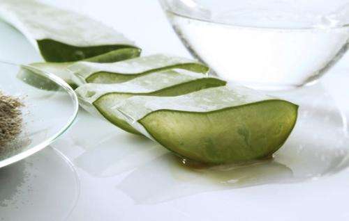 新鮮蘆薈涂臉正確方法,要先將蘆薈外皮剝掉!-易網(wǎng)健康養(yǎng)生網(wǎng) 新鮮蘆薈涂臉正確方法,要先將蘆薈外皮剝掉!