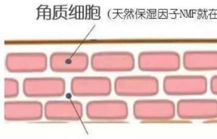 護膚小知識:皮膚很薄適合洗面嗎?-易網<a href=http://www.jsjjzhkt.cn/ target=_blank class=infotextkey>健康養生</a>網 護膚小知識:皮膚很薄適合洗面嗎?