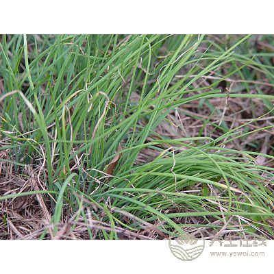 春季養生，三種野菜治“百病”