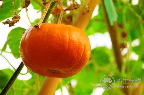 6種瓜果適合女性夏季吃 6種瓜果適合女性夏季吃