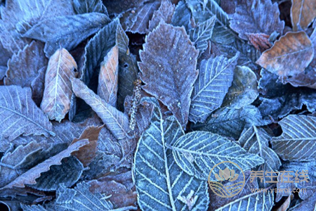 2018年立冬是幾月幾號? 2018年立冬是幾月幾號?