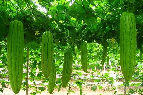 初夏養生吃什么？美食小編告訴您…