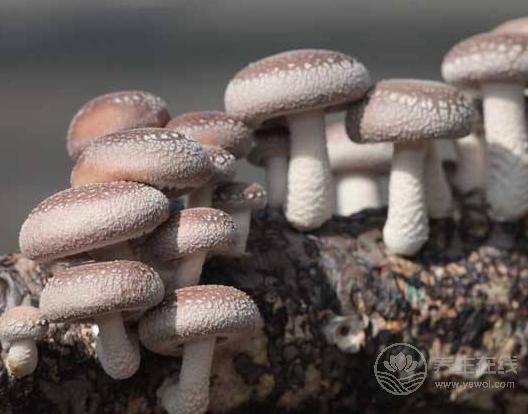 秋冬來臨,恢復(fù)免疫力就靠它們了! 秋冬來臨,恢復(fù)免疫力就靠它們了!