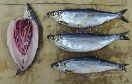 冬季不宜食用的5種食物 冬季飲食原則 冬季不宜食用的5種食物 冬季飲食原則