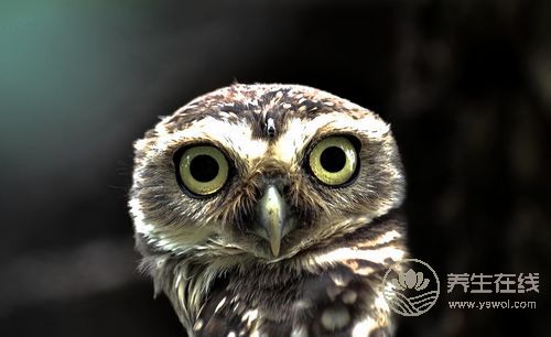 眼睛奇癢怎么辦 清明吃螺養眼