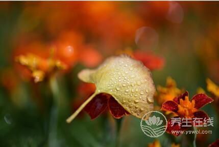 寒露時節適合老人養生運動的有哪些？
