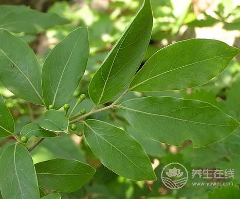 夏天來(lái)了吃什么?這兩樣食物你吃了絕對(duì)不會(huì)后悔的! 夏天來(lái)了吃什么?這兩樣食物你吃了絕對(duì)不會(huì)后悔的!