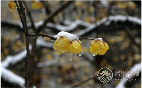 倒春寒是什么意思?倒春寒要注意什么? 倒春寒是什么意思?倒春寒要注意什么?