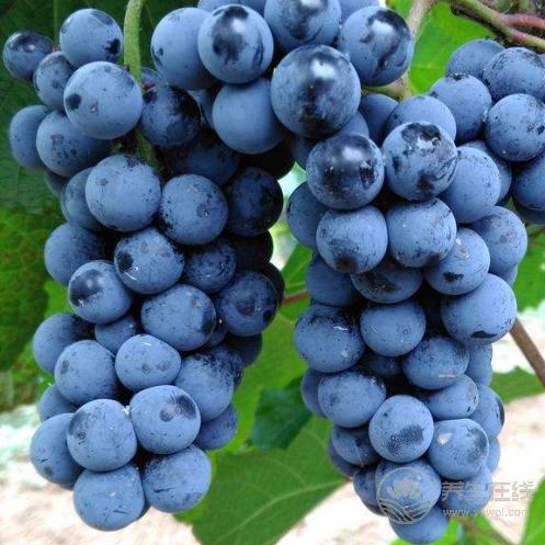 秋季養(yǎng)生法則:常吃葡萄,能收獲3大好處 秋季養(yǎng)生法則:常吃葡萄,能收獲3大好處