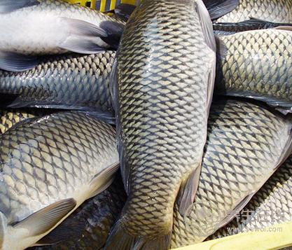 春季吃魚有什么好處，三種魚可補肝益腎