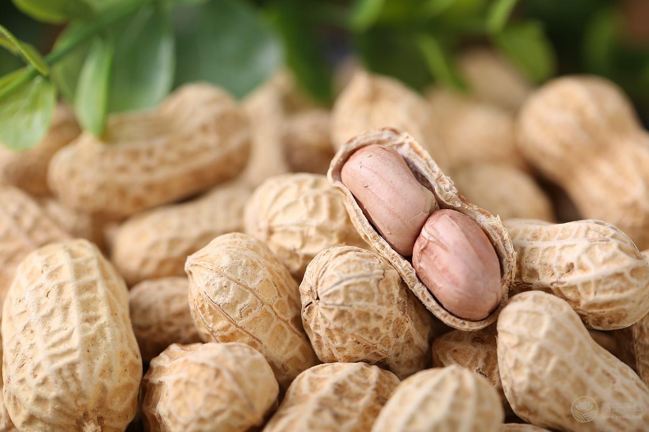 秋季養(yǎng)生吃什么 “四大名補”一定不能少