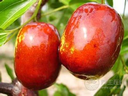 缺少維生素B導致春困?春季補充維生素吃什么水果 缺少維生素B導致春困?春季補充維生素吃什么水果