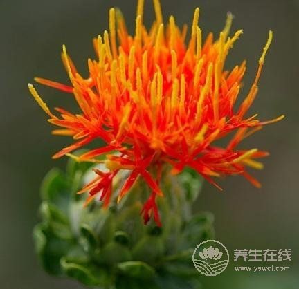 夏季養心護心就吃這幾種食物 夏季養心護心就吃這幾種食物