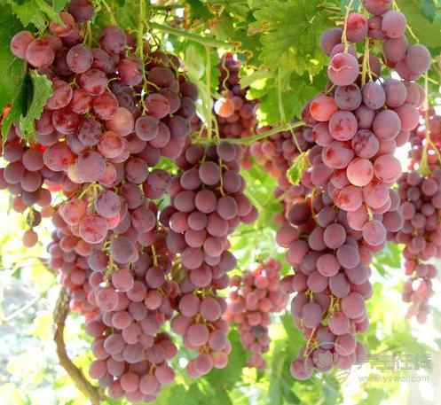 秋季養(yǎng)生法則:常吃葡萄,能收獲3大好處 秋季養(yǎng)生法則:常吃葡萄,能收獲3大好處