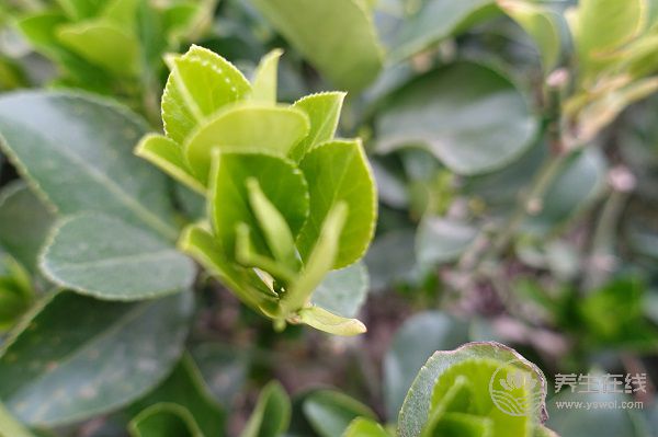 春夏交替，養生需要注意什么？