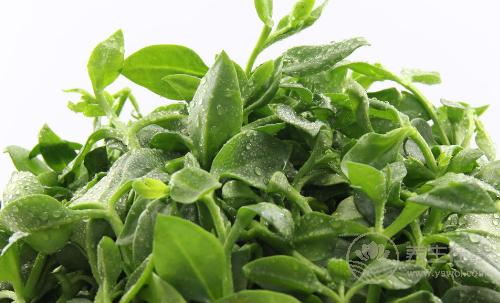 秋冬不生病，立秋多吃4種祛濕蔬菜